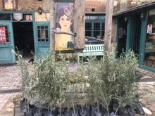 Türkiye'nin ilk zeytinyağı müzesine yoğun ilgi