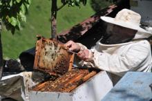 Anzer balının kilosu bin lira; sipariş yağıyor