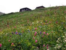 Anzer balının kilosu bin lira; sipariş yağıyor