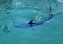 Mavi yelken balığı Kemer'de görüntülendi