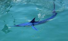 Mavi yelken balığı Kemer'de görüntülendi