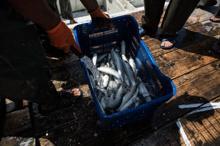 İstanbul Boğazı'nda sadece 3 dalyan kaldı