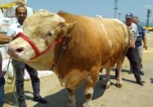 1.5 tonluk 'Aslan' parçası rekor fiyata iş adamına satıldı