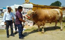 1.5 tonluk 'Aslan' parçası rekor fiyata iş adamına satıldı