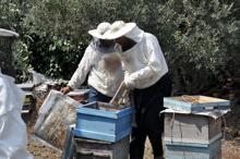 Osmaniye'de ilk kez, arı zehri sağımı yapıldı