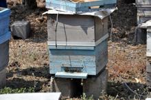 Osmaniye'de ilk kez, arı zehri sağımı yapıldı