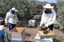 Osmaniye'de ilk kez, arı zehri sağımı yapıldı