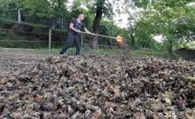 Hasadı yapılan fındığın zorlu yolculuğu