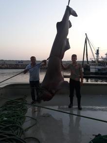 Balıkçı ağına 1 tonluk köpek balığı takıldı