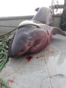 Balıkçı ağına 1 tonluk köpek balığı takıldı