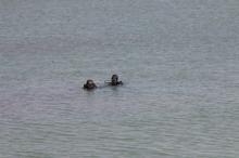 Talihsiz olay! Geriye yakaladığı bu balıklar kaldı