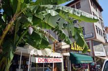 Karadeniz’de muz yetiştirdi, görenler şaştı kaldı