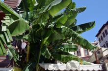 Karadeniz’de muz yetiştirdi, görenler şaştı kaldı