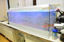 Bursa'nın içme suyu Japon balıkları ile test ediliyor