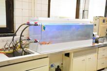 Bursa'nın içme suyu Japon balıkları ile test ediliyor