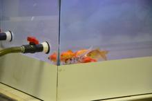 Bursa'nın içme suyu Japon balıkları ile test ediliyor