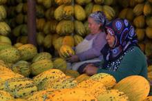 Tadı dünyaya ün salan Kırkağaç kavunları askıda