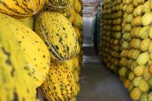 Tadı dünyaya ün salan Kırkağaç kavunları askıda