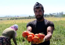 Bitlis’te domatesten 200 milyon lira gelir elde ediliyor
