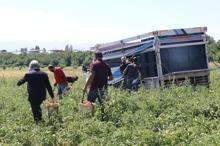 Bitlis’te domatesten 200 milyon lira gelir elde ediliyor