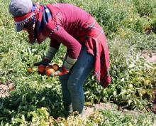 Bitlis’te domatesten 200 milyon lira gelir elde ediliyor