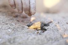 Caretta carettaların yumurtadan çıkış anları görüntülendi