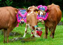 Yaylacılık kültürü, turizmde tesisleşmeye yenik düşüyor