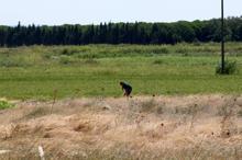 Çanakkale'de 104 yıllık kayıp Kumkale Şehitliği bulundu