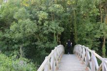 Sadece bilim insanlarının girebildiği orman, projeyle gezilecek