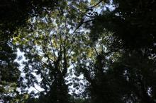 Sadece bilim insanlarının girebildiği orman, projeyle gezilecek