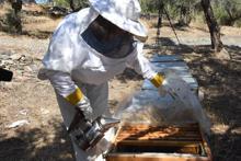 Kadın arıcının azmi, çevresine örnek oldu