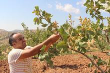 Gabar ve Cudi dağlarının etekleri fıstık bahçeleriyle doldu