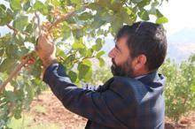 Gabar ve Cudi dağlarının etekleri fıstık bahçeleriyle doldu