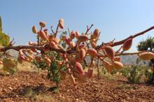 Gabar ve Cudi dağlarının etekleri fıstık bahçeleriyle doldu