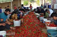 'Biber kimin' tartışmasında iki şehrin halkı konuştu