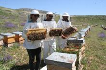 Toros Dağları'ndan gelen bala 'Dünyanın en iyi balı' ödülü
