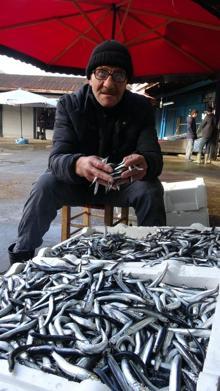 Karadeniz'de hamsi sürüleri 'taraklı denizanası' tehdidi altında