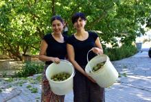 Kariyerlerinden vazgeçen iki kız kardeş ceviz üreticisi oldu