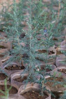 Pet şişelerde fidan yetiştirip, dağıtıyor