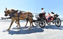 İzmir'de faytonların kaldırılmasıyla 36 at, Doğal Yaşam Parkı'nda yaşayacak