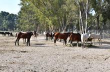 İzmir'de faytonların kaldırılmasıyla 36 at, Doğal Yaşam Parkı'nda yaşayacak