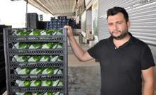 Gazipaşa'nın avokado hedefi 5 milyon adet