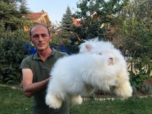 Milli ırk Angora tavşanını, yeniden ülkeye kazandırmayı istiyor