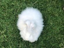 Milli ırk Angora tavşanını, yeniden ülkeye kazandırmayı istiyor