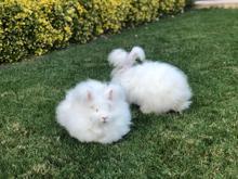 Milli ırk Angora tavşanını, yeniden ülkeye kazandırmayı istiyor