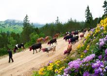 Yaylacılar dönüş yolunda