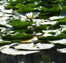 Nilüfer Gölü güzelliği ile ilgi görüyor