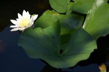 Nilüfer Gölü güzelliği ile ilgi görüyor