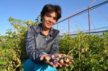 Tohumunu Çin'den getirip ektiği mor çileğe, talep arttı