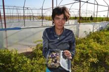 Tohumunu Çin'den getirip ektiği mor çileğe, talep arttı